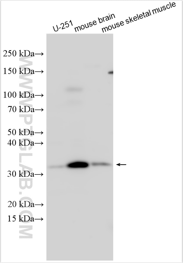 Western Blot (WB) analysis of various lysates using PPTC7 Polyclonal antibody (21884-1-AP)
