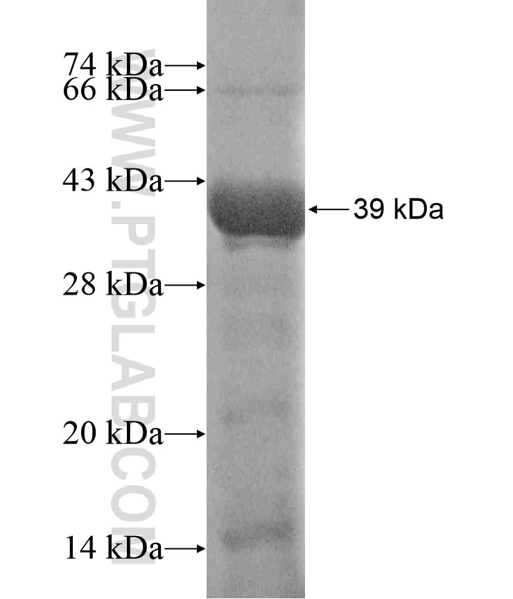 PPTC7 fusion protein Ag17398 SDS-PAGE