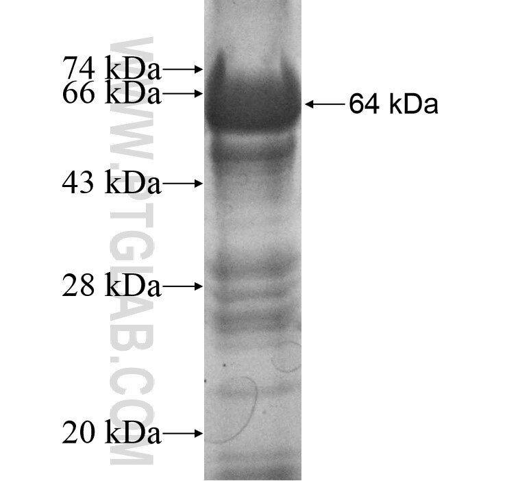 PPWD1 fusion protein Ag10785 SDS-PAGE