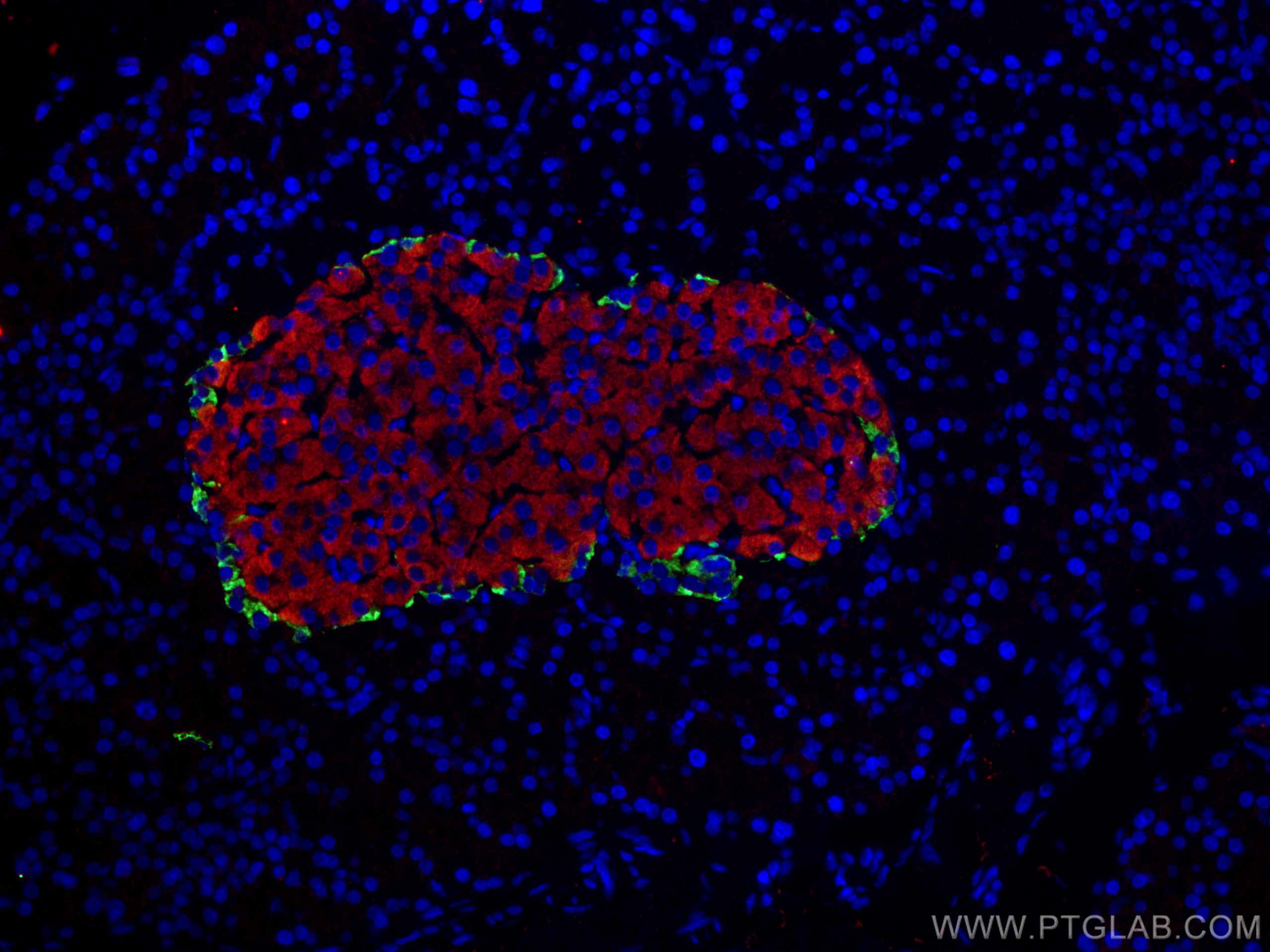 Immunofluorescence (IF) / fluorescent staining of rat pancreas tissue using Pancreatic Polypeptide Polyclonal antibody (15493-1-AP)