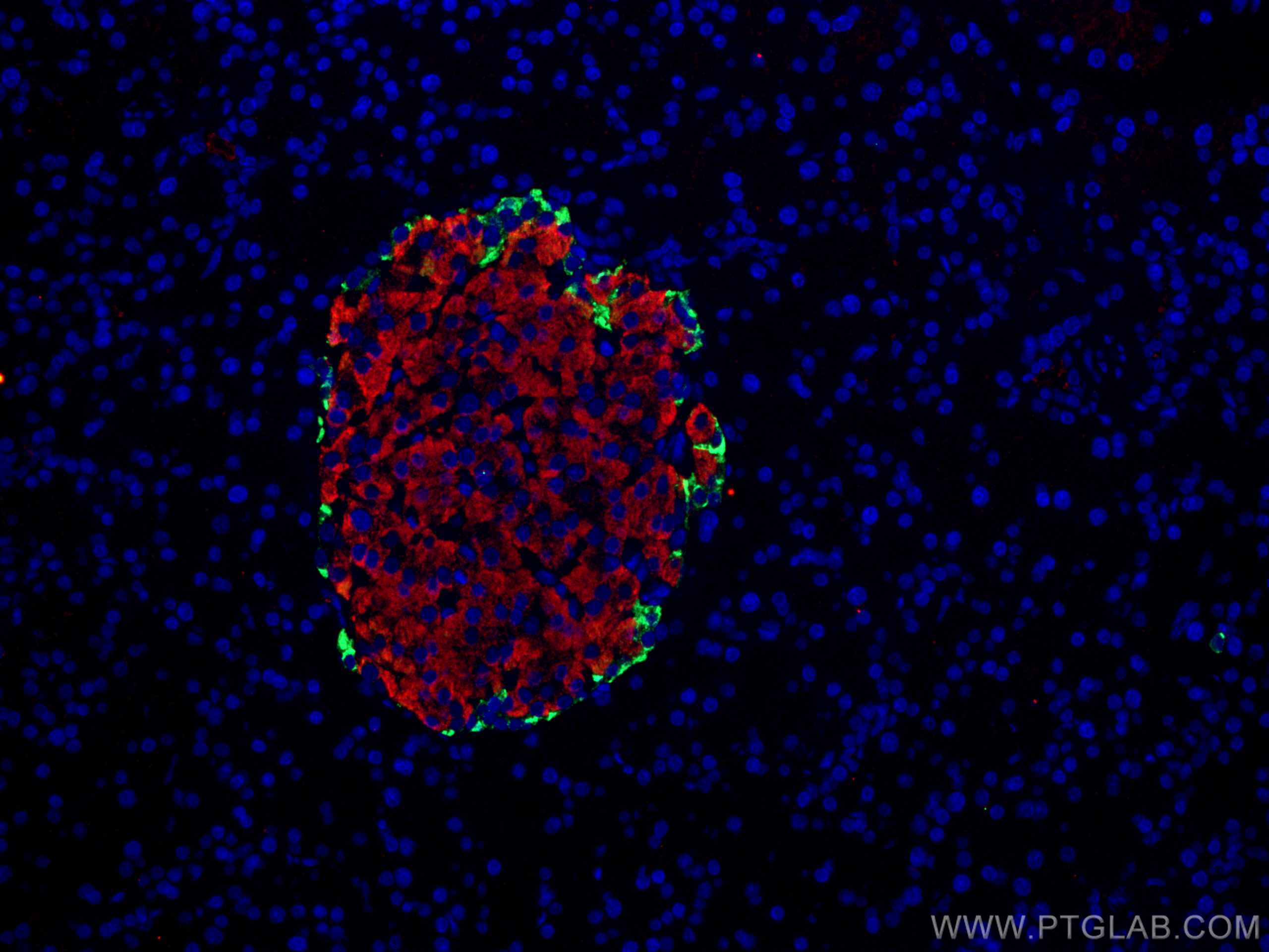 Immunofluorescence (IF) / fluorescent staining of rat pancreas tissue using Pancreatic Polypeptide Polyclonal antibody (15493-1-AP)