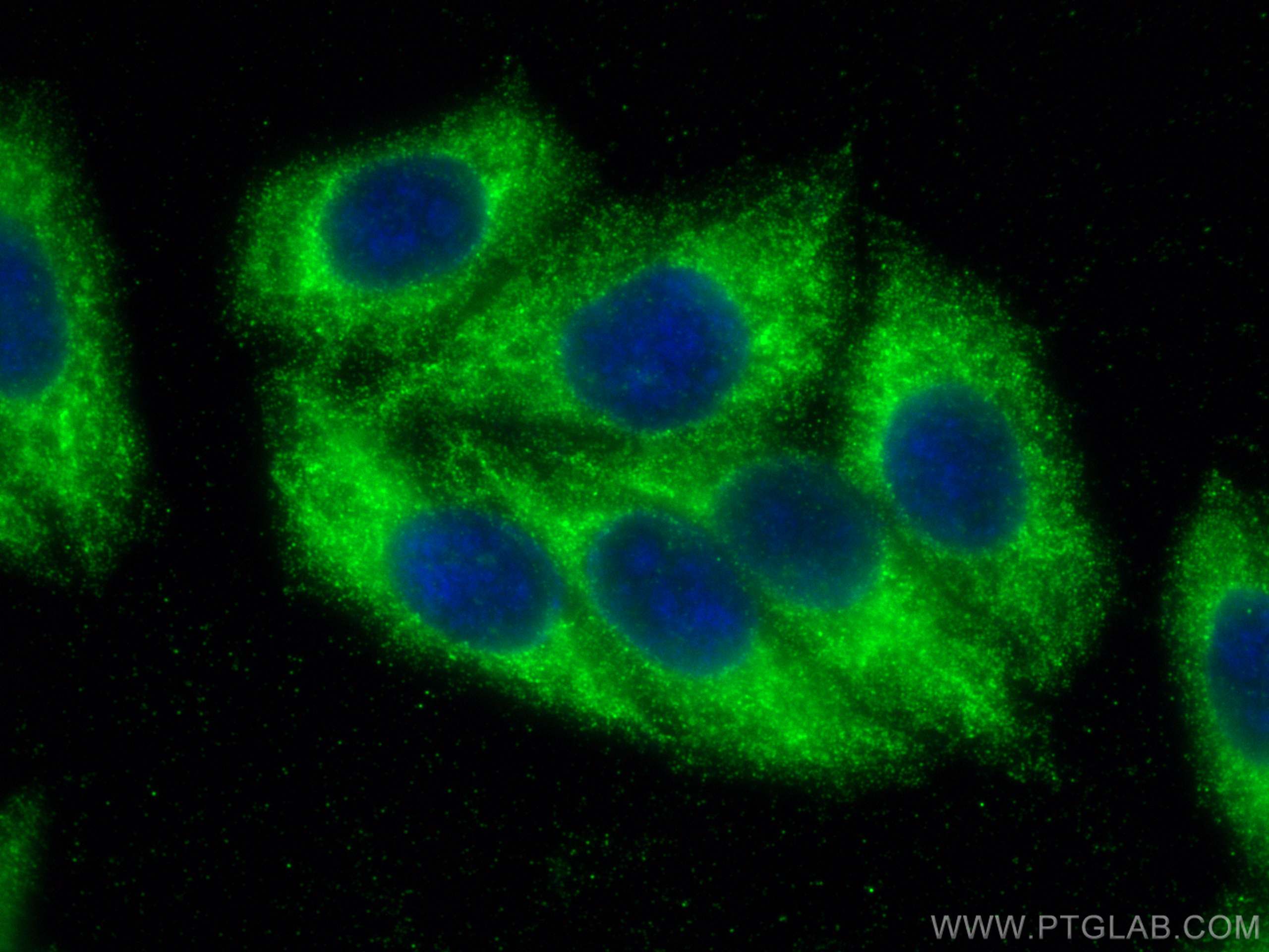 Immunofluorescence (IF) / fluorescent staining of HepG2 cells using Pancreatic Polypeptide Polyclonal antibody (15493-1-AP)