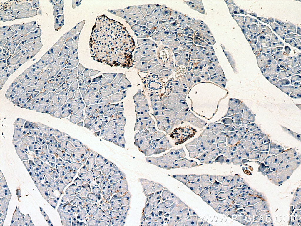 Immunohistochemistry (IHC) staining of mouse pancreas tissue using Pancreatic Polypeptide Polyclonal antibody (15493-1-AP)