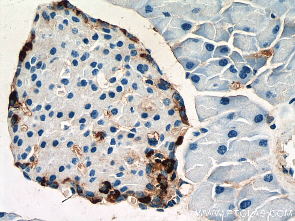 Immunohistochemistry (IHC) staining of mouse pancreas tissue using Pancreatic Polypeptide Polyclonal antibody (15493-1-AP)