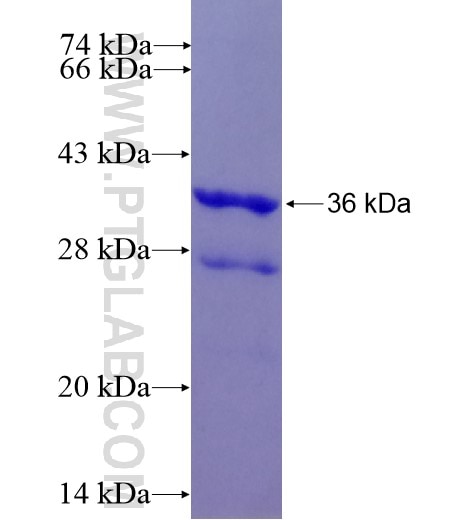 PPY fusion protein Ag7886 SDS-PAGE
