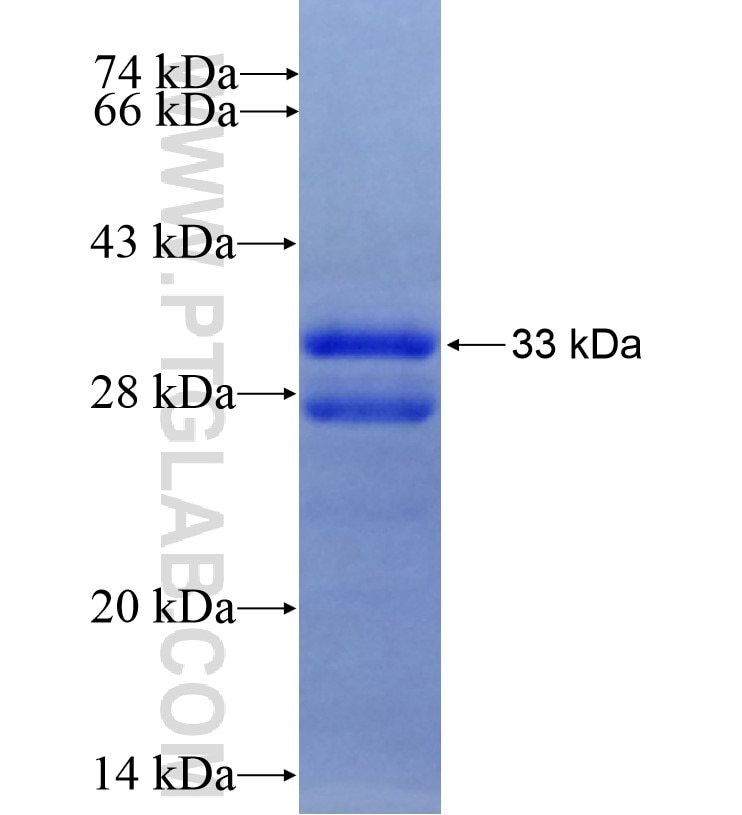 PPYR1 fusion protein Ag16374 SDS-PAGE