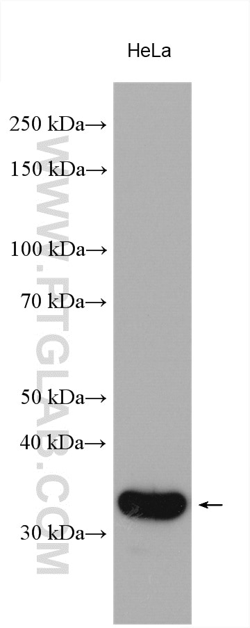 Western Blot (WB) analysis of various lysates using PQBP1 Polyclonal antibody (16264-1-AP)