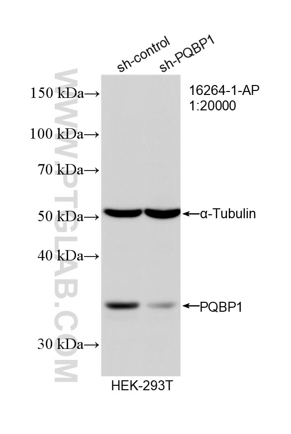 Western Blot (WB) analysis of HEK-293T cells using PQBP1 Polyclonal antibody (16264-1-AP)