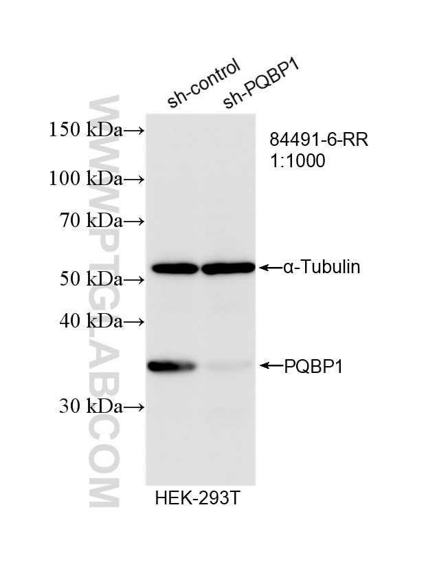 WB analysis of HEK-293T using 84491-6-RR Western Blot (WB) analysis of HEK-293T cells using PQBP1 Recombinant monoclonal antibody (84491-6-RR)