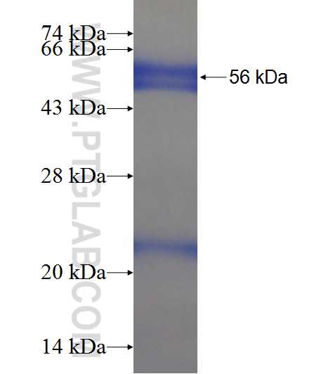 PQBP1 fusion protein Ag9329 SDS-PAGE