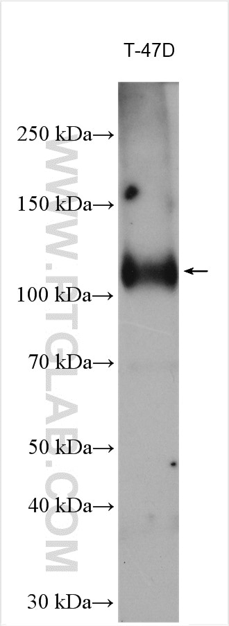Western Blot (WB) analysis of T-47D cells using PR Polyclonal antibody (25871-1-AP)