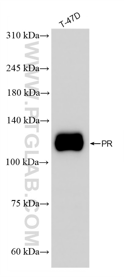 Western Blot (WB) analysis of T-47D cells using Progesterone Receptor Recombinant antibody (85112-5-RR)