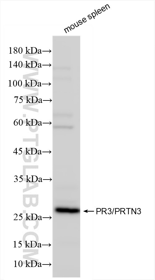 Western Blot (WB) analysis of mouse spleen tissue using PR3/PRTN3 Recombinant antibody (86384-3-RR)