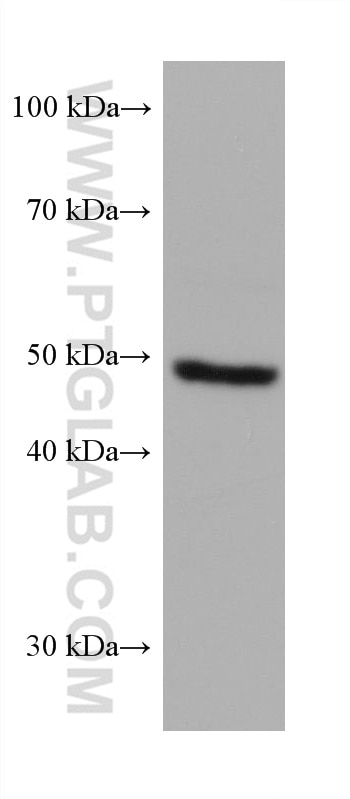 Western Blot (WB) analysis of HeLa cells using PRAME Monoclonal antibody (68097-1-Ig)