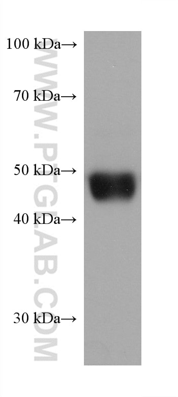 Western Blot (WB) analysis of A375 cells using PRAME Monoclonal antibody (68097-1-Ig)