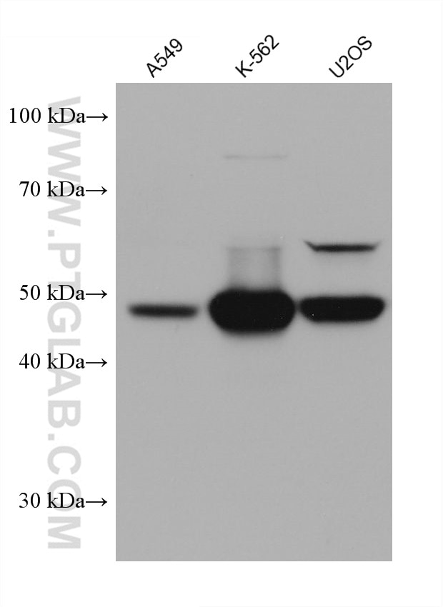 Western Blot (WB) analysis of various lysates using PRAME Monoclonal antibody (68097-1-Ig)