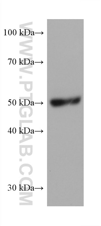 Western Blot (WB) analysis of mouse testis tissue using PRAME Monoclonal antibody (68097-1-Ig)