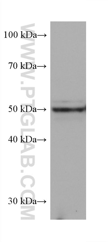 Western Blot (WB) analysis of rat testis tissue using PRAME Monoclonal antibody (68097-1-Ig)
