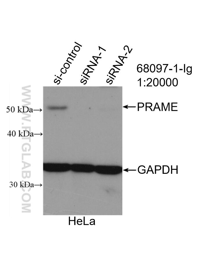 Western Blot (WB) analysis of HeLa cells using PRAME Monoclonal antibody (68097-1-Ig)