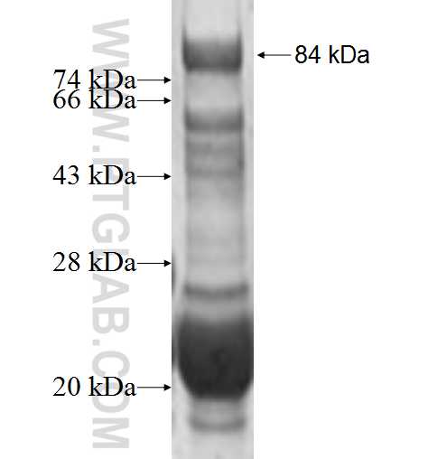 PRAME fusion protein Ag1906 SDS-PAGE