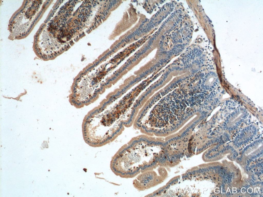 Immunohistochemistry (IHC) staining of mouse small intestine tissue using PRAP1 Polyclonal antibody (11932-1-AP)