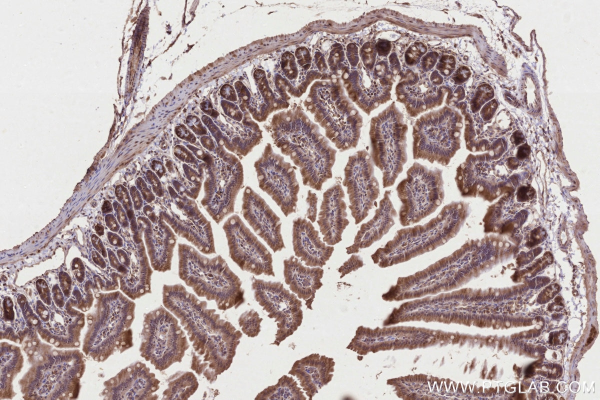Immunohistochemistry (IHC) staining of mouse small intestine tissue using PRAP1 Polyclonal antibody (11932-1-AP)
