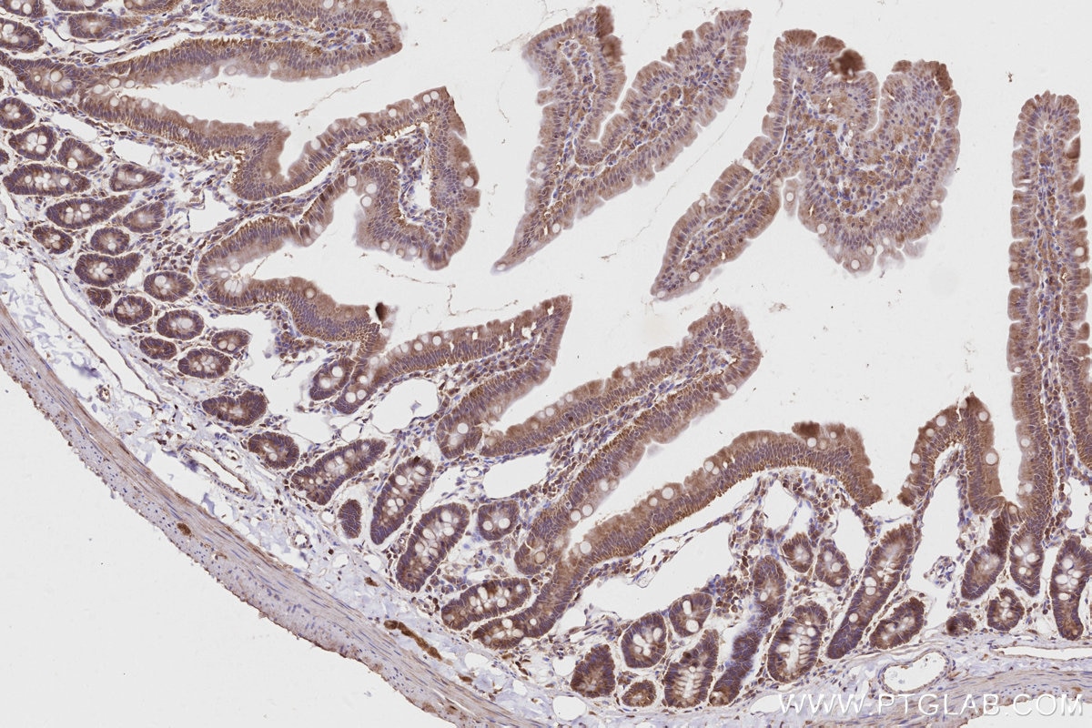 Immunohistochemistry (IHC) staining of rat small intestine tissue using PRAP1 Polyclonal antibody (11932-1-AP)