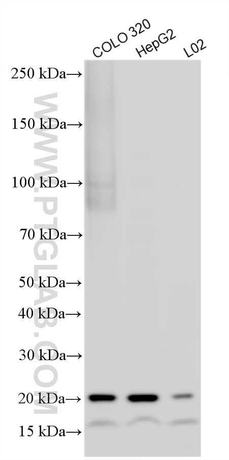 WB analysis using 11932-1-AP Western Blot (WB) analysis of various lysates using PRAP1 Polyclonal antibody (11932-1-AP)