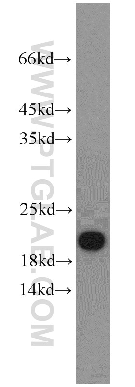 Western Blot (WB) analysis of L02 cells using PRAP1 Polyclonal antibody (11932-1-AP)