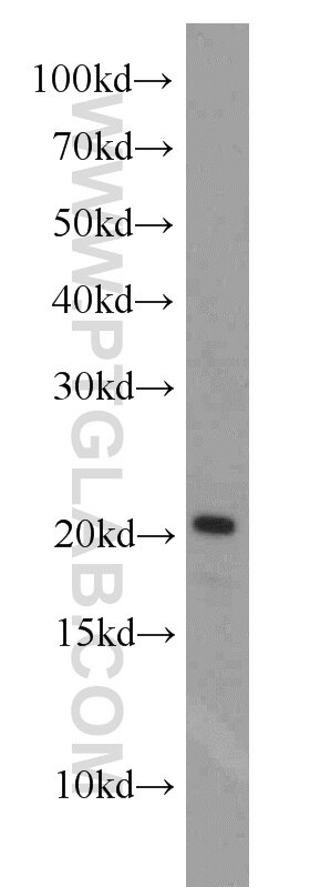 Western Blot (WB) analysis of L02 cells using PRAP1 Polyclonal antibody (11932-1-AP)