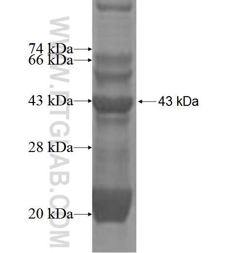 PRAP1 fusion protein Ag2526 SDS-PAGE