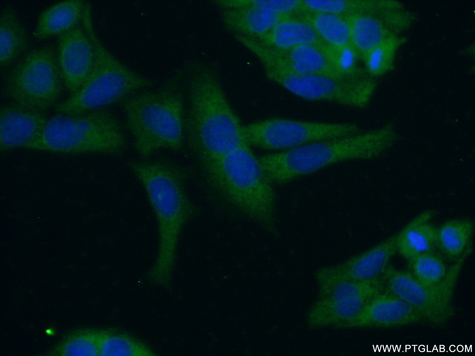 Immunofluorescence (IF) / fluorescent staining of HeLa cells using PRAS40 Polyclonal antibody (21097-1-AP)