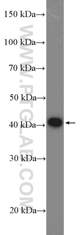 Western Blot (WB) analysis of MCF-7 cells using PRAS40 Polyclonal antibody (21097-1-AP)