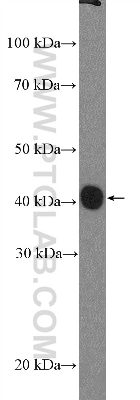 Western Blot (WB) analysis of HeLa cells using PRAS40 Polyclonal antibody (21097-1-AP)