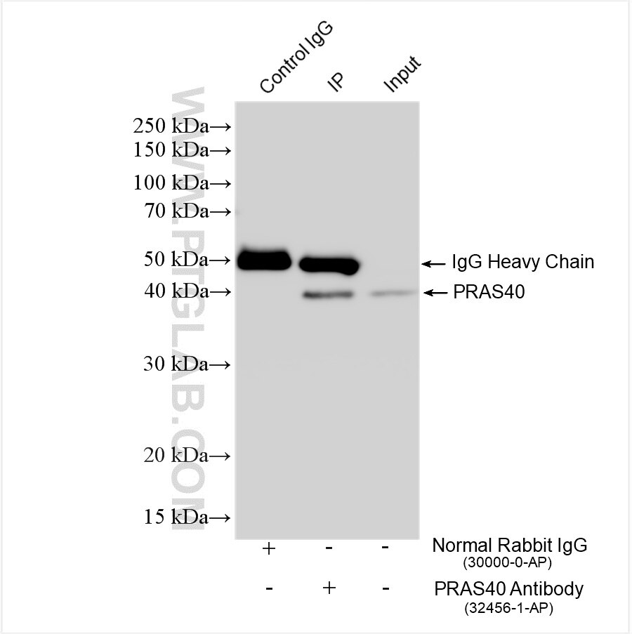 Immunoprecipitation (IP) experiment of HeLa cells using PRAS40 Polyclonal antibody (32456-1-AP)