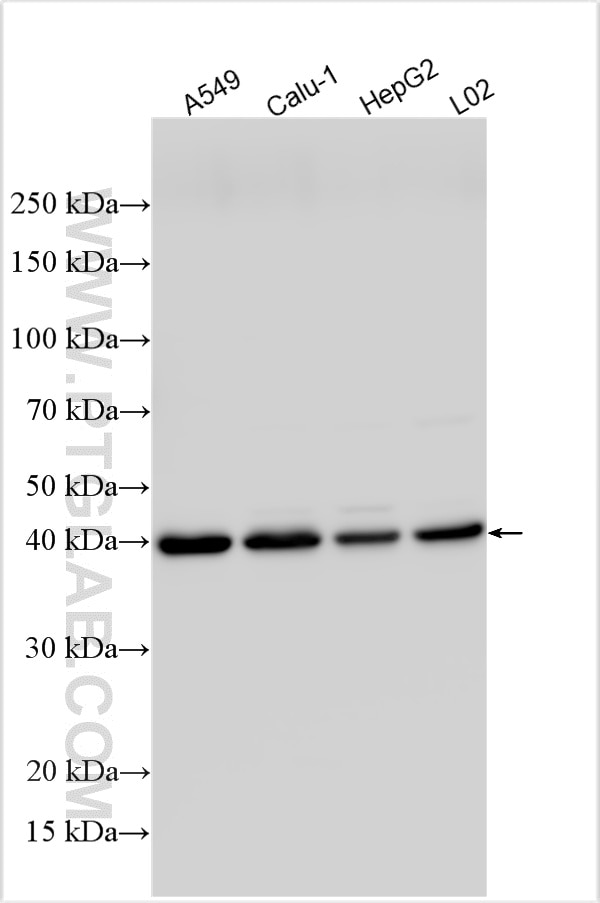 Western Blot (WB) analysis of various lysates using PRAS40 Polyclonal antibody (32456-1-AP)