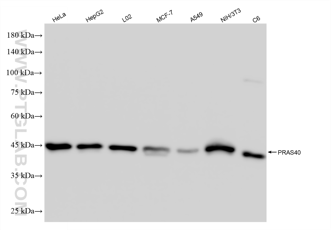 Western Blot (WB) analysis of various lysates using PRAS40 Recombinant monoclonal antibody (85244-4-RR)