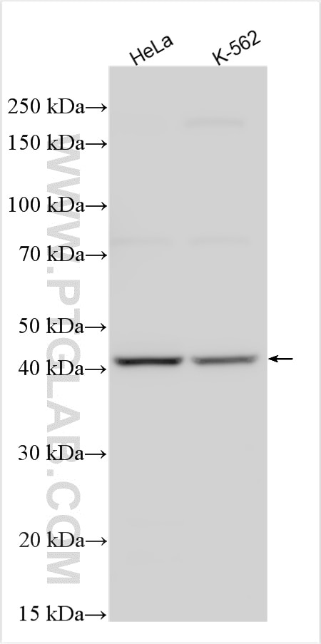 WB analysis using 25675-1-AP