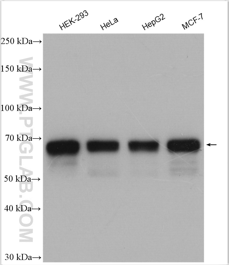 Western Blot (WB) analysis of various lysates using PRC1 Polyclonal antibody (10110-2-AP)