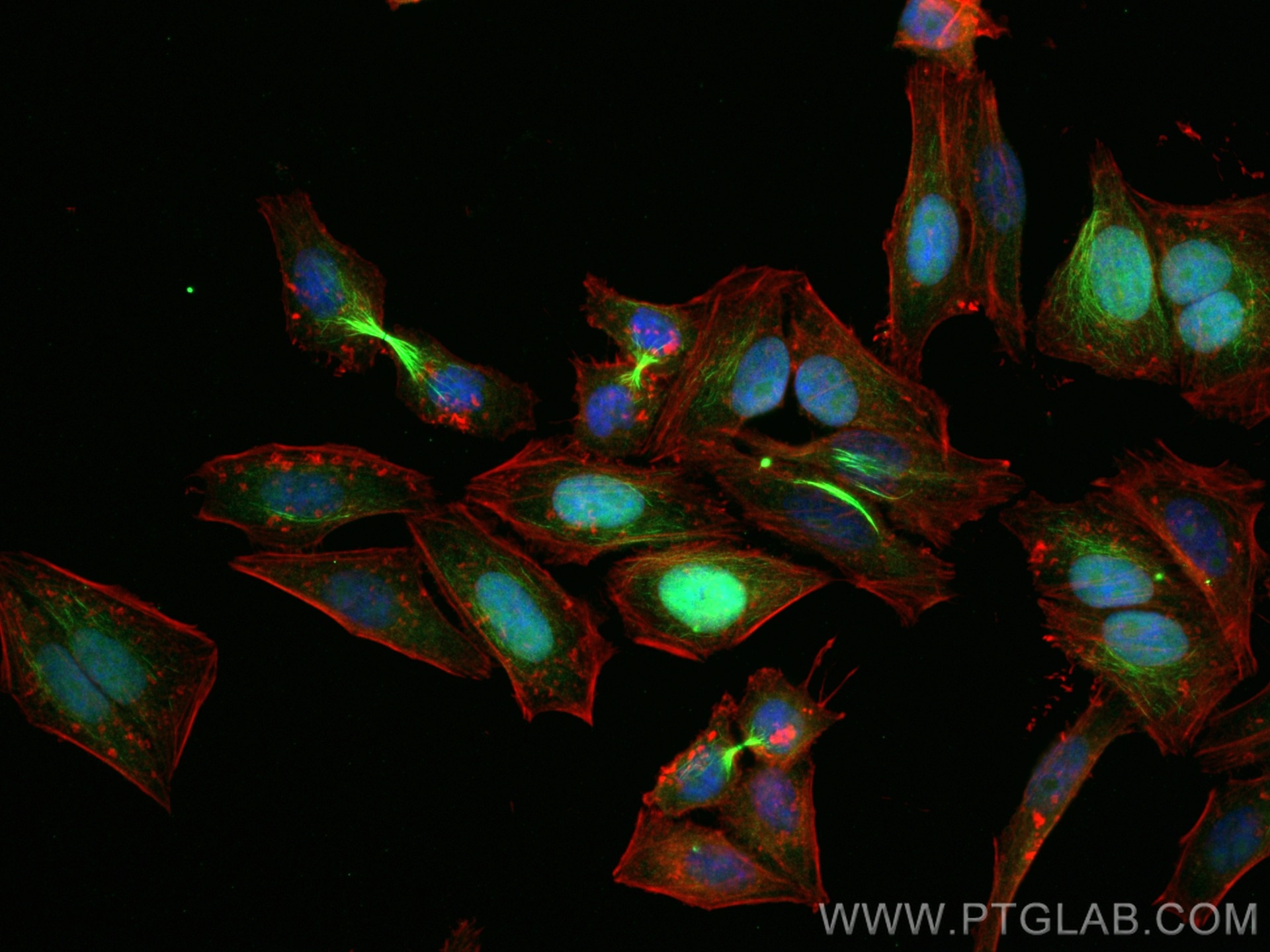 Immunofluorescence (IF) / fluorescent staining of HepG2 cells using PRC1 Polyclonal antibody (15617-1-AP)