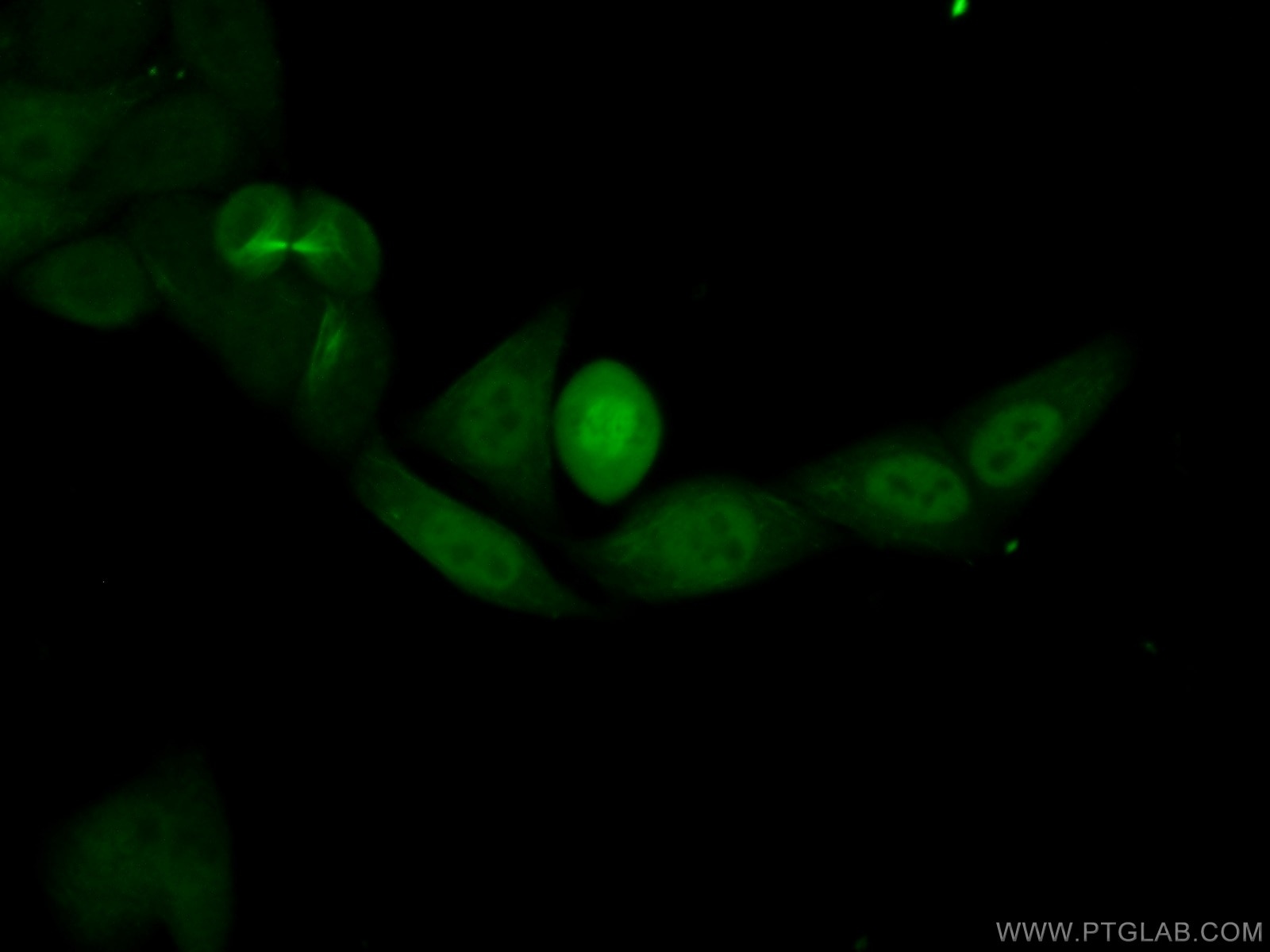 Immunofluorescence (IF) / fluorescent staining of HepG2 cells using PRC1 Polyclonal antibody (15617-1-AP)