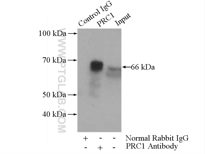 Immunoprecipitation (IP) experiment of HEK-293 cells using PRC1 Polyclonal antibody (15617-1-AP)
