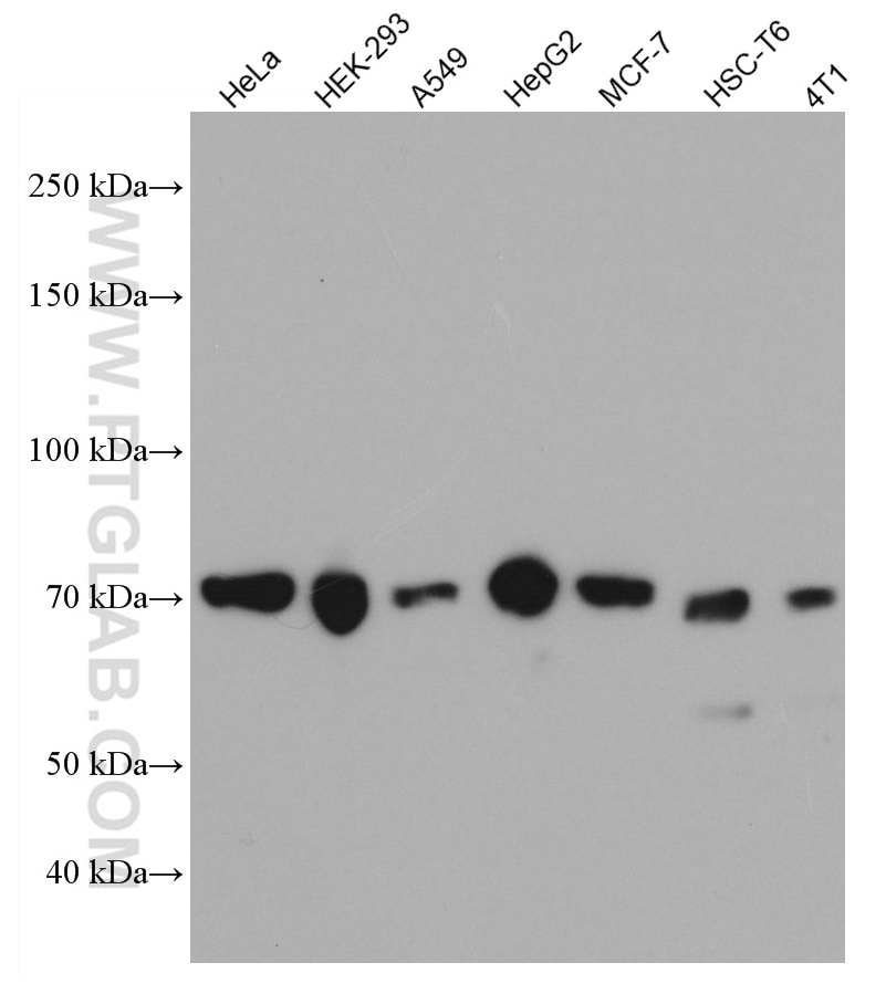 Western Blot (WB) analysis of various lysates using PRC1 Monoclonal antibody (67027-1-Ig)