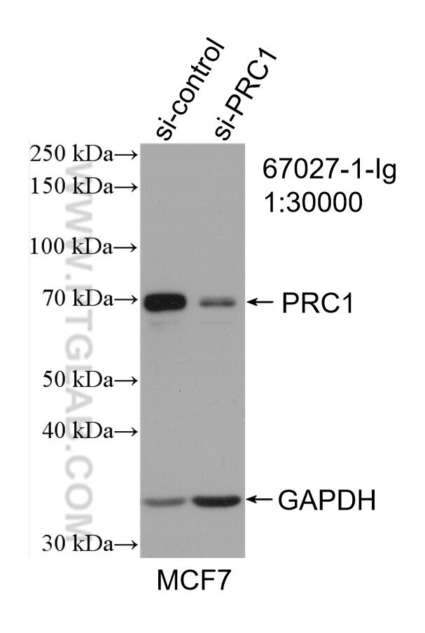 Western Blot (WB) analysis of MCF-7 cells using PRC1 Monoclonal antibody (67027-1-Ig)