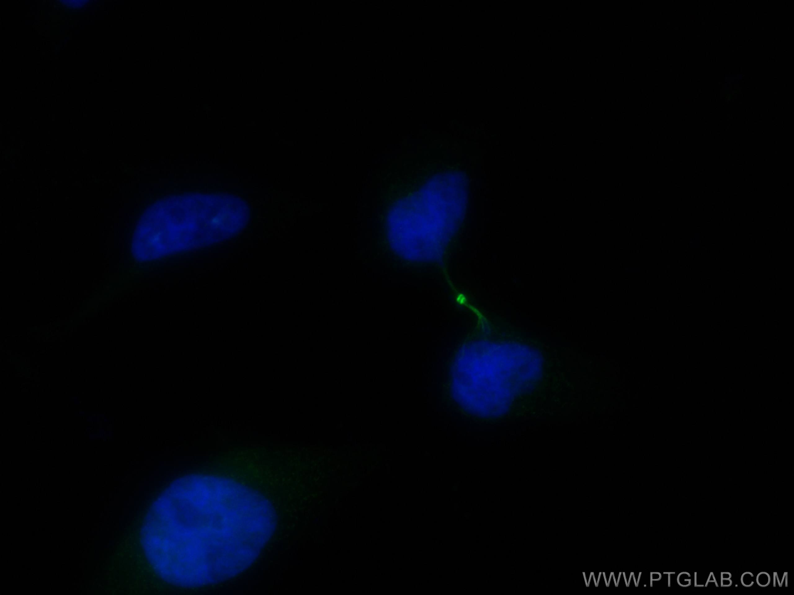 Immunofluorescence (IF) / fluorescent staining of HeLa cells using CoraLite® Plus 488-conjugated PRC1 Monoclonal anti (CL488-67027)