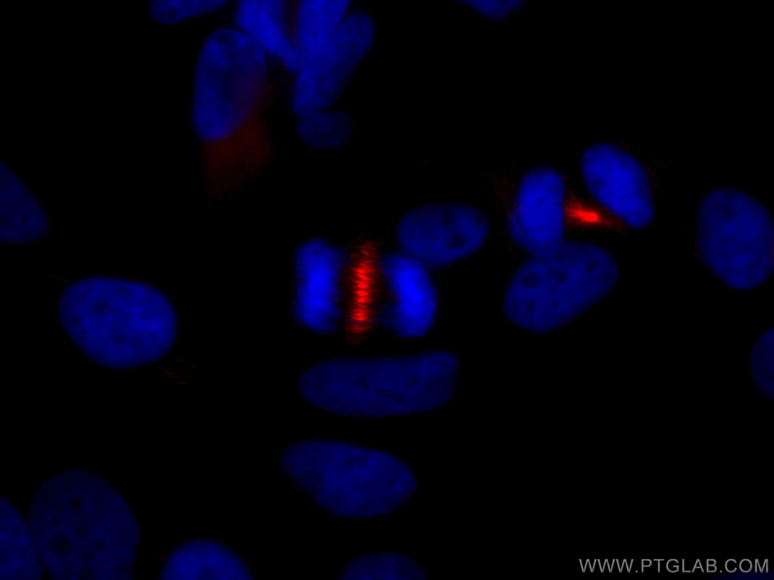 IF Staining of HeLa using CL594-67027