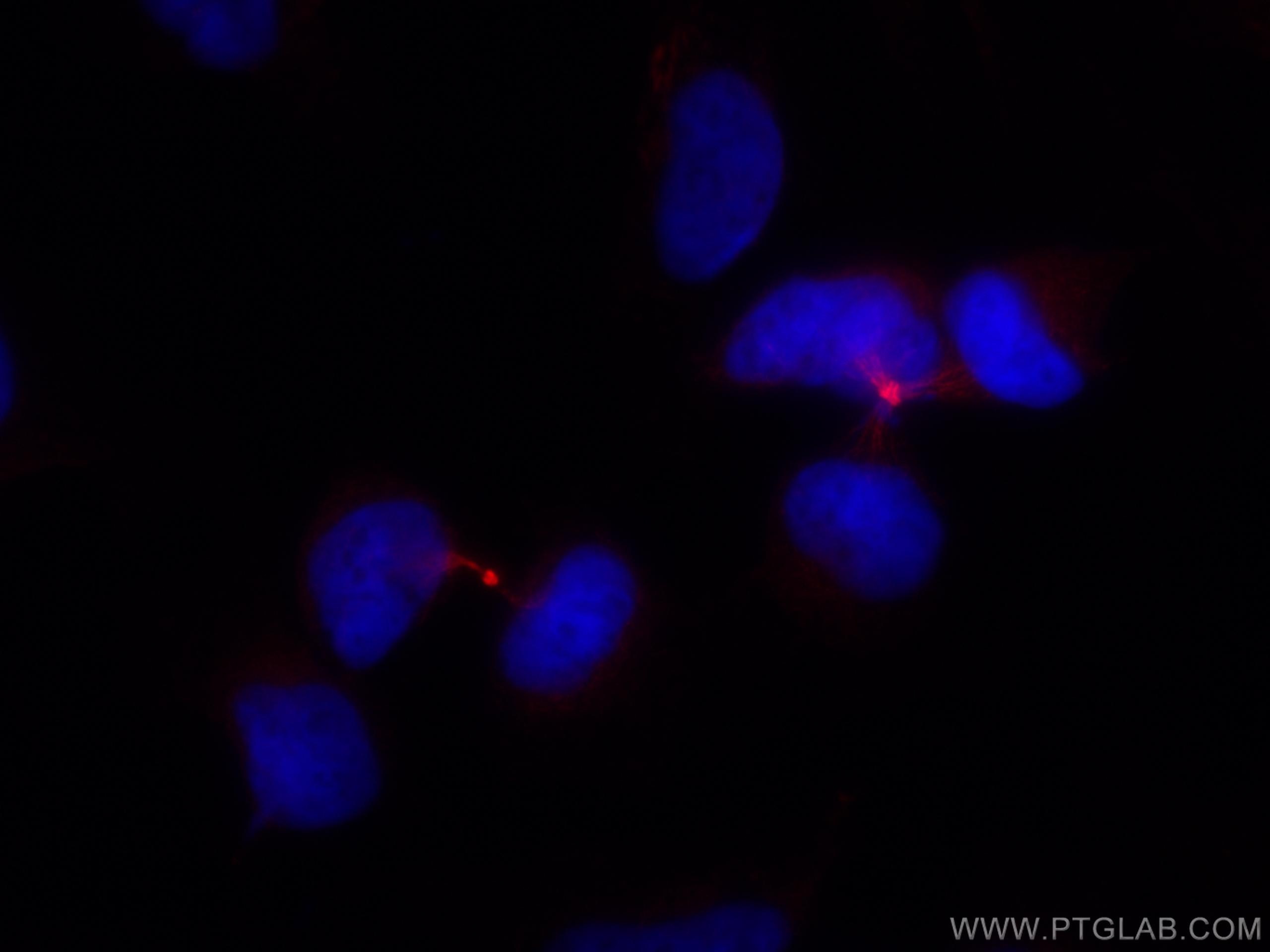 Immunofluorescence (IF) / fluorescent staining of HeLa cells using CoraLite®594-conjugated PRC1 Monoclonal antibody (CL594-67027)