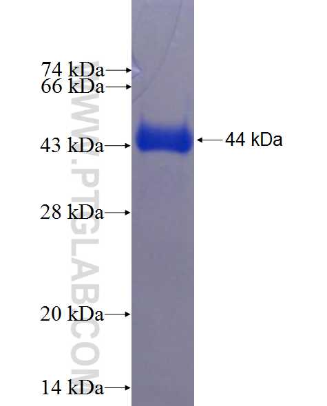 PRC1 fusion protein Ag0163 SDS-PAGE
