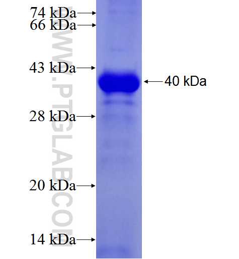 PRC1 fusion protein Ag5907 SDS-PAGE