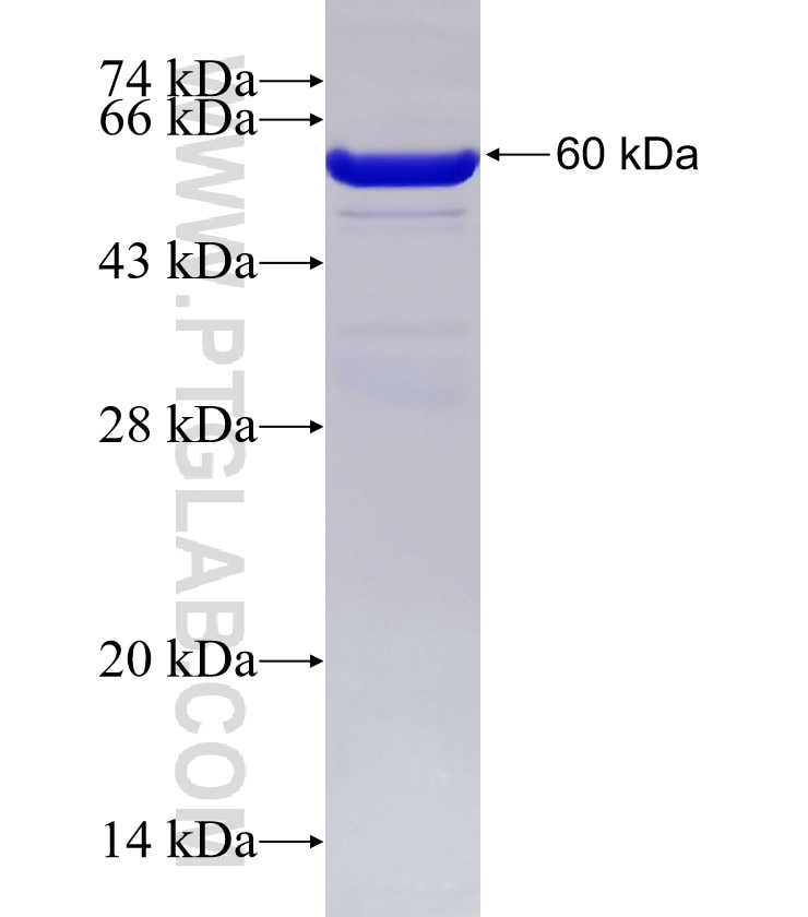 PRC1 fusion protein Ag8028 SDS-PAGE